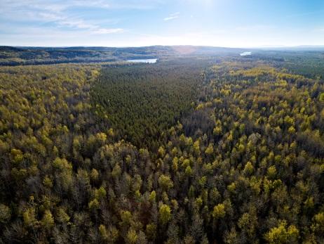 Benefits of an Actively Managed Forests Active management helps improve forest health and reduce the forest s susceptibility to wildfire, disease and insect infestations, which are increasing in