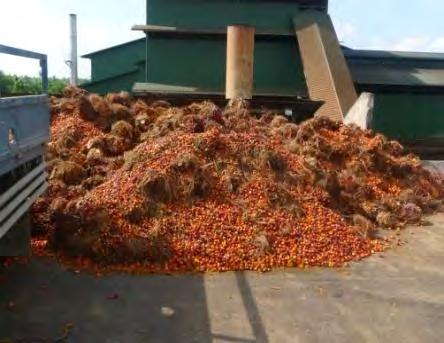 OIL MILLS Philippines has 8 existing palm oil mills with a total rated capacity of 265 metric tons FFB per hour, owned by six companies 1) Agumil Phil Inc. (AGPI), 2) PALM Inc., 3) A.