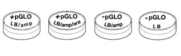Transformation Procedures 1. Label one, closed micro test tube +pglo and another pglo. Place them in foam tube rack 2.
