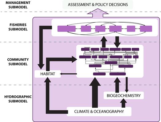 The Fisheries Management Version of Conceptual Framework of Atlantis