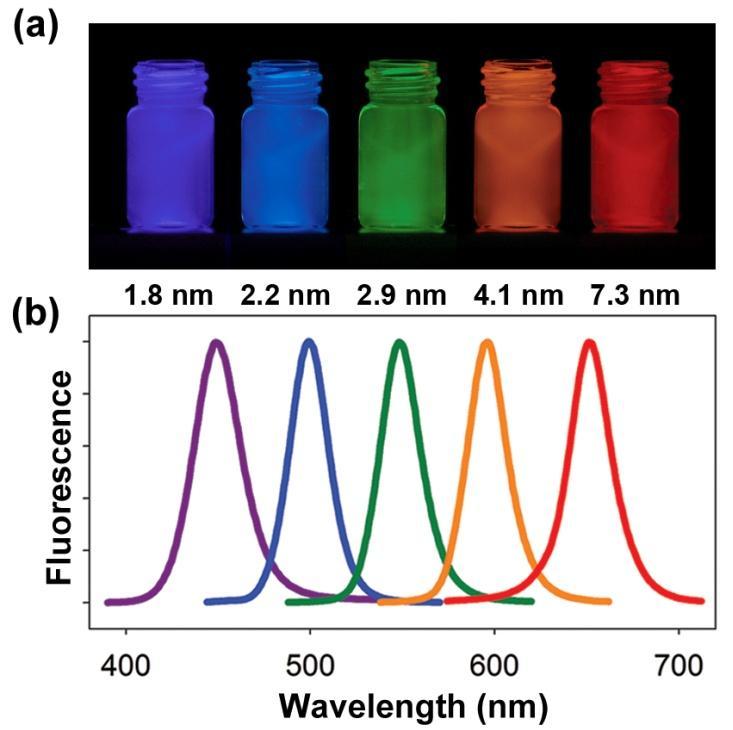 Quantum Dots for Biological Imaging Advantages over conventional fluorophores Size-tunable fluorescence color Efficient near-infrared emission Multiplexing capabilities o Narrow emission bands o Wide