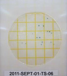 Cultures were taken of the same area using 3-M culture swabs that were then delivered to the hospital laboratory and poured onto 3-M culture media.