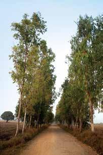 Road side plantations Eucalyptus and Jamun plantation near