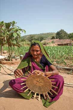 Delabhai Balobhai Thadui a farmer, JFMC member collects tomatoes in his field in village Panchala in Narmada
