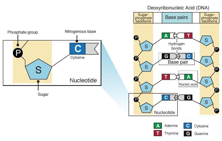 Though only four different nucleotide bases can occur in a nucleic acid, each nucleic acid contains millions of bases bonded to it.