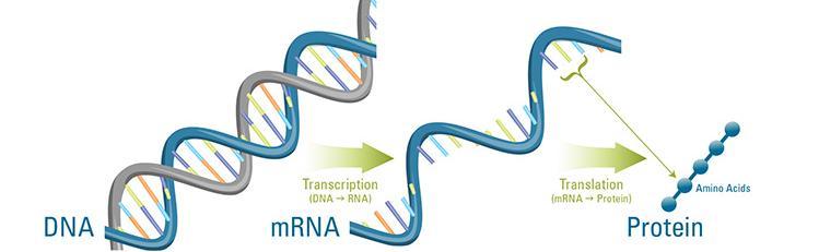 Messenger RNA It is a single-stranded RNA molecule which carries the message or the information from the gene in the chromosomes to the