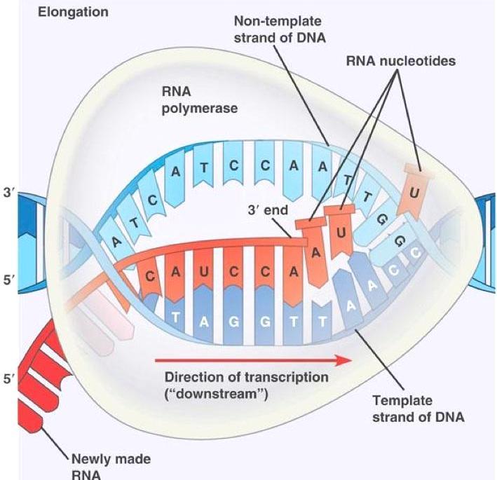 Since mrna is the direct product of gene, the base sequence of mrna is complementary to the one strand of DNA.