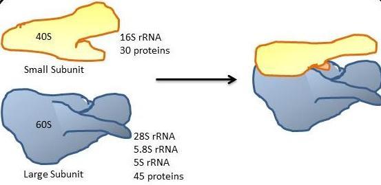 Then the trnas and ribosome continue to decode the mrna molecule until the entire sequence is translated into a protein.
