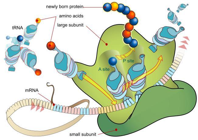 The ribosomes and associated molecules are also known as the translational apparatus.