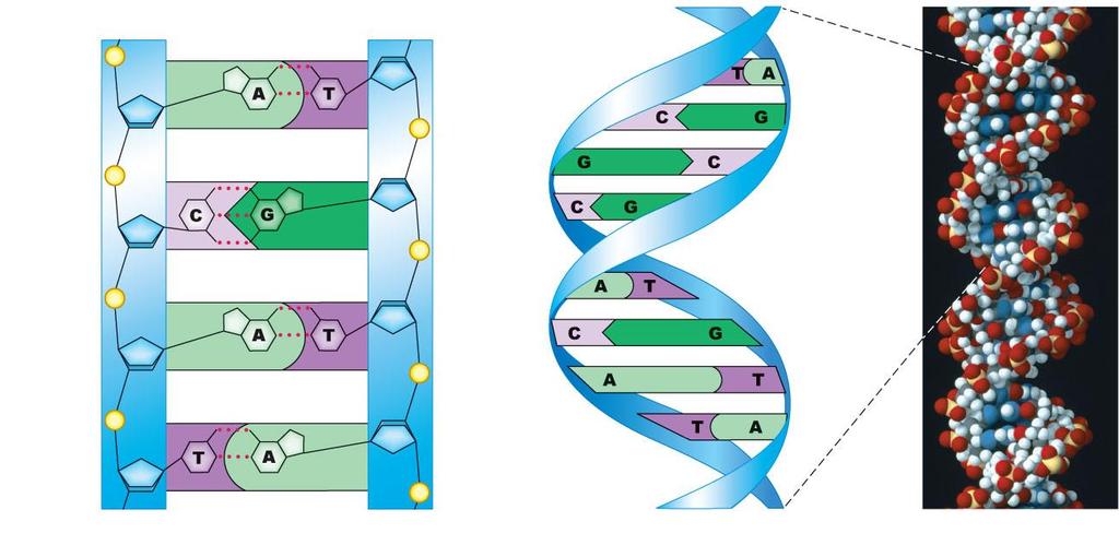 The Watson-Crick Model of DNA Structure nucleotide nucleotide free phosphate free sugar phosphate base (cytosine) sugar hydrogen bonds free sugar (a) Hydrogen bonds