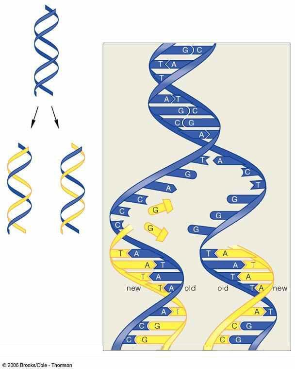 DNA Replication DNA serves as its own