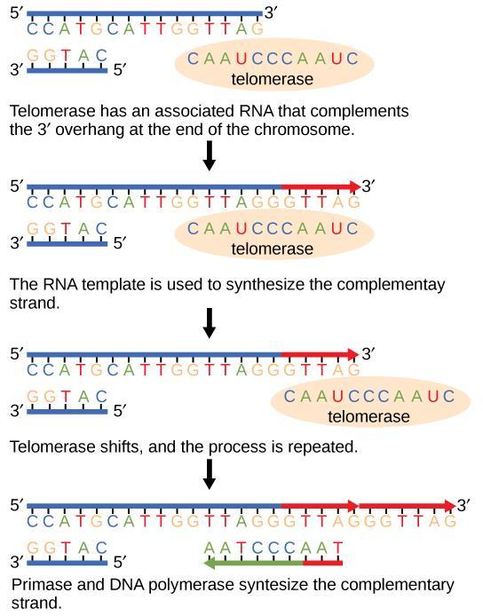 Telomere replication In humans, a six base pair sequence, TTAGGG, is repeated 100 to