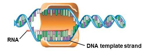 Step 2 - Elongation RNA