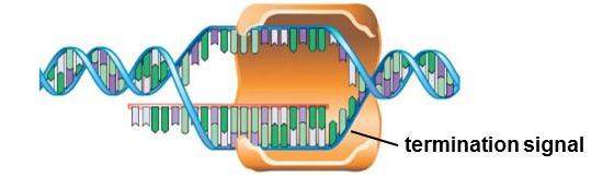 Step 3 - termination RNA polymerase finds a