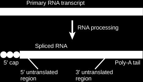 Eukaryotes: mrna is Processed to Get Ready for Translation Exons (the code) DNA promoter (a) Eukaryotic gene structure Introns (spacers) DNA pre-mrna cap finished mrna 1 Transcription 2 An RNA cap