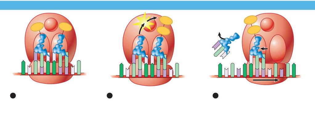 Elongation of the Protein Elongation: catalytic site peptide bond initiator trna detaches U A C C A A U A C C A A C A A G C A U G G U U C A G C A U G G U U C A G C A U G G U U C A U A G ribosome