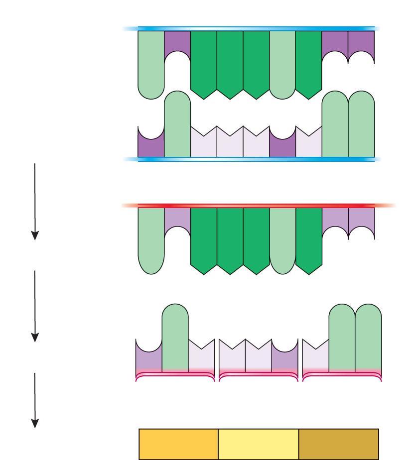 Complementary Base-Pairing Is Critical to the Process of Decoding Genetic Information gene (a) DNA complementary DNA strand template DNA strand (b) mrna A T G G G A G