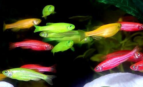 GloFish color from