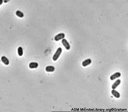 Coliform bacteria Generally do not cause illness, but indicate a pathway for