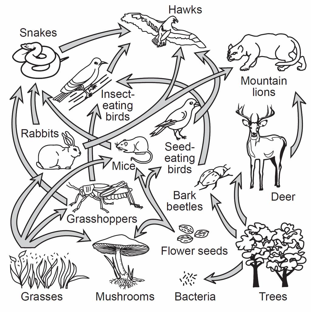 Base your answers to questions 56 and 57 on the diagram below and on your knowledge of biology. The diagram represents a food web. 56. Which statement correctly describes interactions between organisms in this ecosystem?