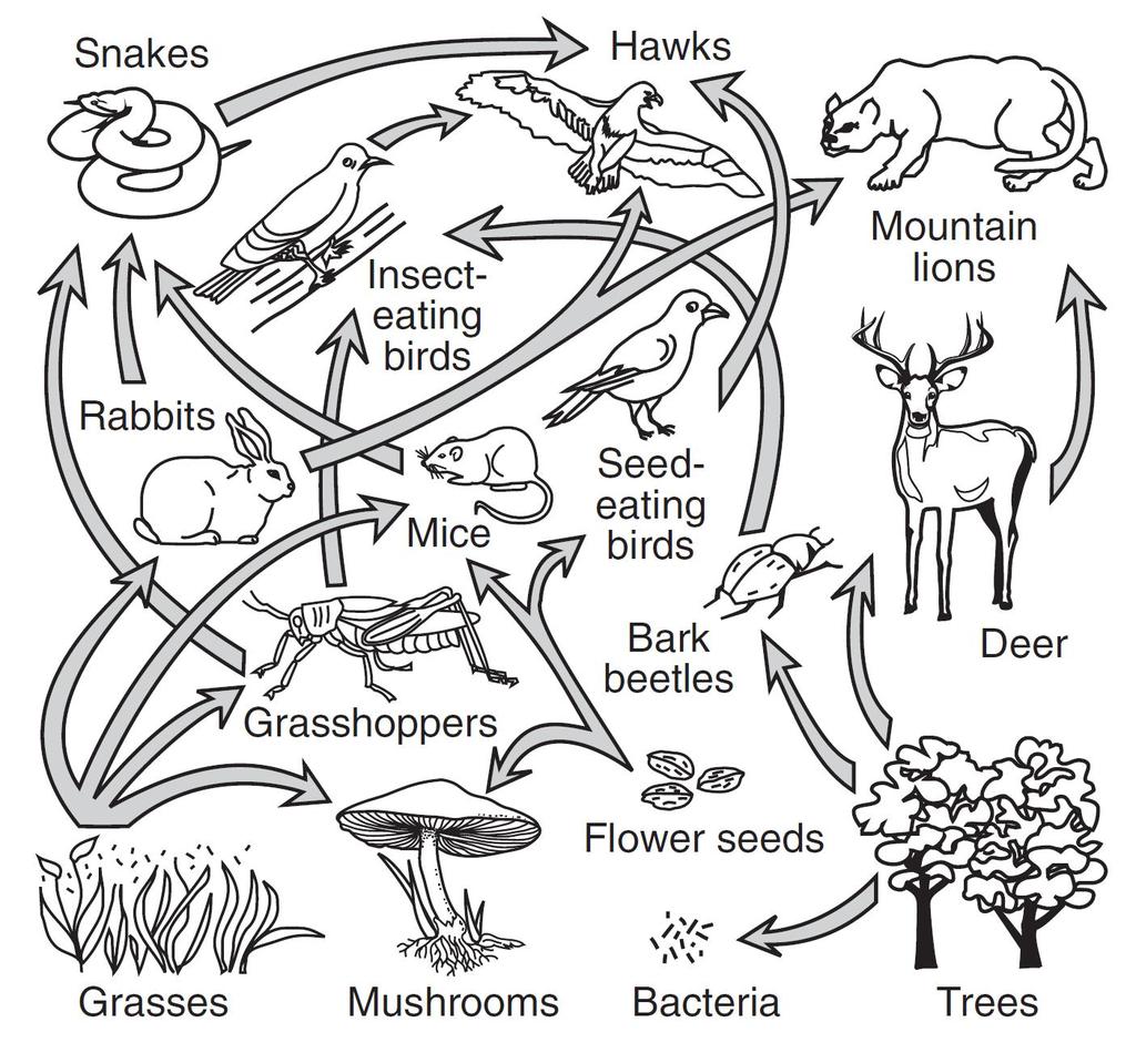 Review for Ecology Test #2 45. The diagram below represents a food web. Which species would most likely be a decomposer? A) A B) B C) C D) D 46. The diagram below represents a food web. Which organisms are correctly paired with their nutritional roles?