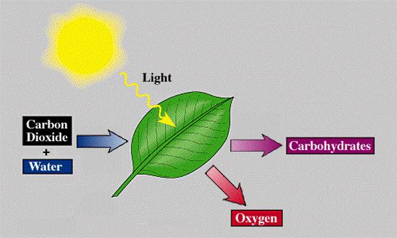 Sunlight + Water + Carbon Dioxide => Sugar + Oxygen 29) Write the equa8on that shows the
