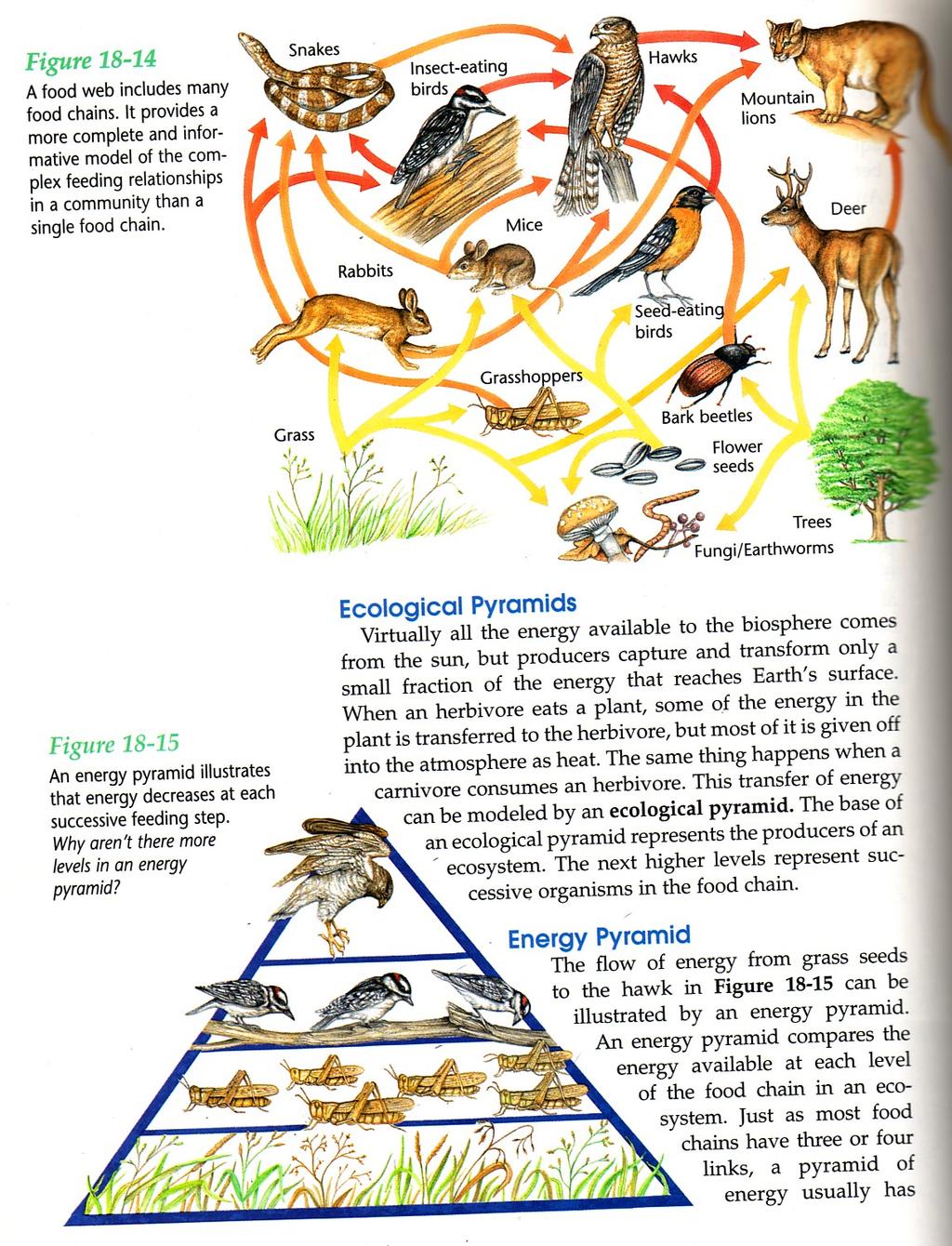 The triangle at right shows an Energy Pyramid (also called an Ecological Pyramid) consis8ng of the following organisms: hawk, thrushes, grasshoppers, and