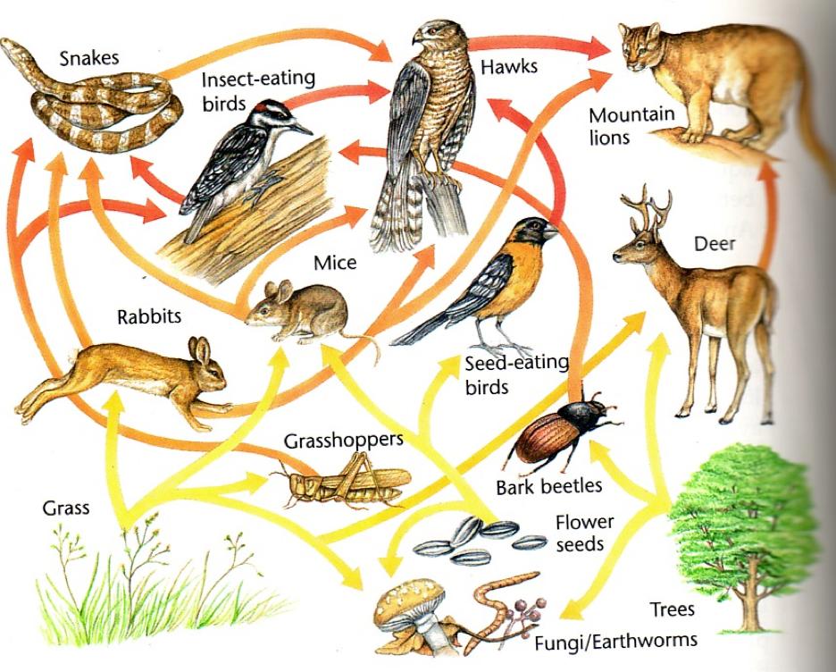 40) List two producers Tree, grass Grasshopper, Rabbit, deer, bark beetle, mouse List 3 (of 5) primary consumers bacteria, earthworms List 2 decomposers/detri8vores _Fungi, Snake, Hawk, Mountain