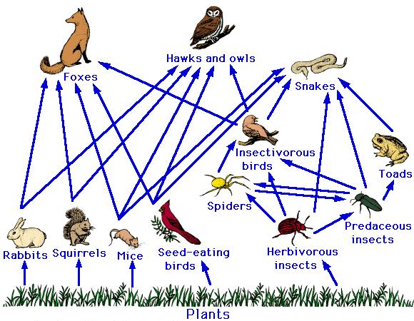 19) List four TROPHIC LEVELS from greatest to least energy (in an ecosystem).