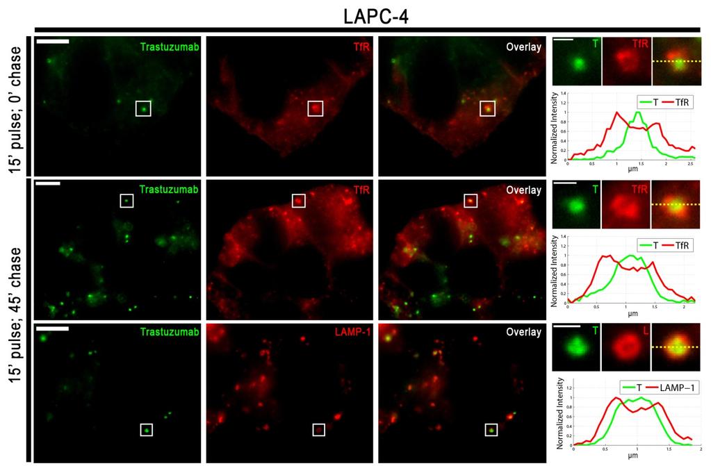 Supplementary Figure 7. Impact of anti-alexa 488 quenching antibody on trastuzumab localization in LAPC-4 cells.