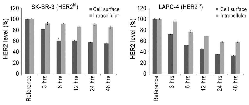 Supplementary Figure 3: Effect of trastuzumab treatment on cell surface and intracellular HER2 levels. Cells were treated with 15 µg/ml trastuzumab for the indicated times.