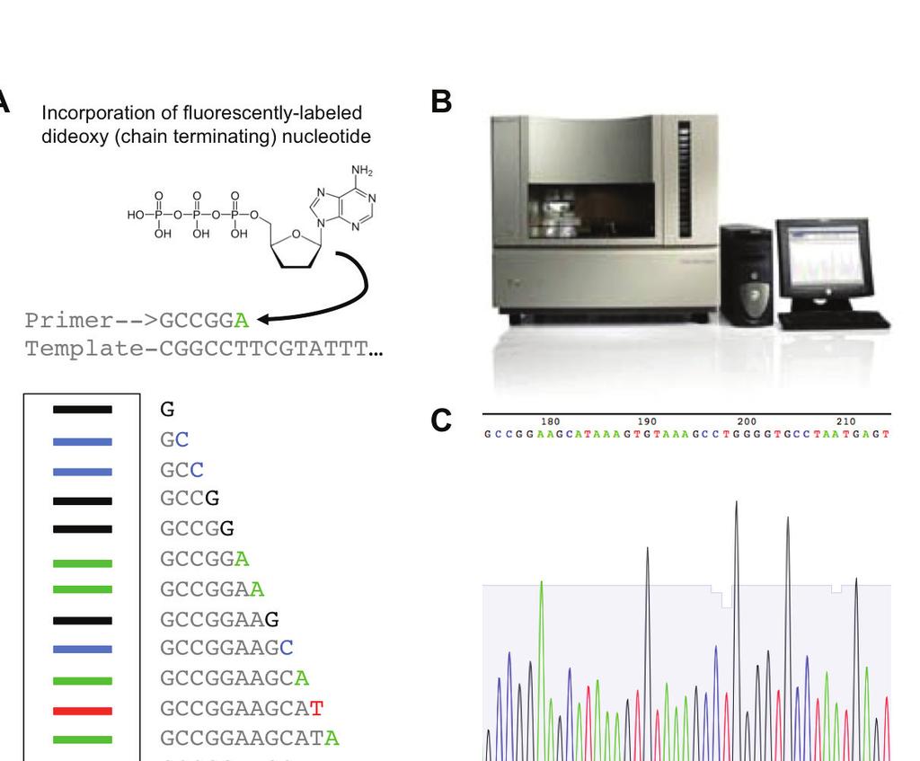 Figure 1. Overview of Sanger sequencing process. A) Incorporation of a fluorescently labeled ddntp into a primer extension product terminates the chain and adds a fluorescent label.