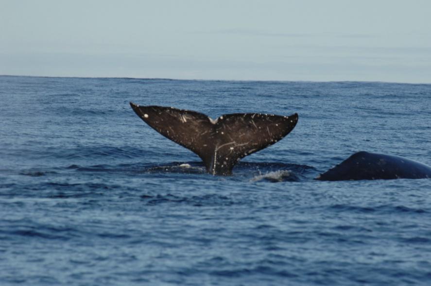 Eagle Western Gray Whales (WGW) Western Gray Whale Advisory