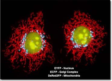Extending the palette: EYFP = enhanced Yellow Fluorescent Protein (GFP
