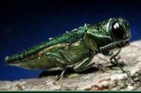 Emerald Ash Borer All Iowa ash trees dead within 20 years: State forester CR Gazette Dec.