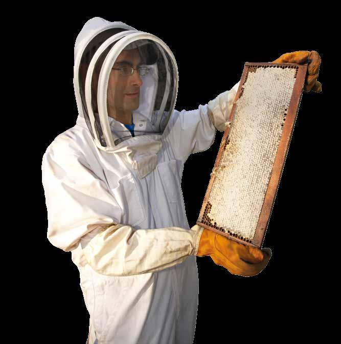 7,000 years ago man began to domesticate wild bees.