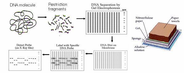 Types of Markers Hybridization-based molecular markers RFLP is the most widely used hybridization-based molecular marker. Digestion of the DNA with one or more restriction enzyme(s).