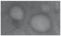 To stabilize the nanobubbles, a formulation with polyvinylpyrrolidone (PVP) was also prepared.