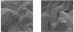 Figure 1: SEM micrographs and surface morphology of samples F1 (left) and F2 (right). Figure 3: Release profiles of the studied samples.