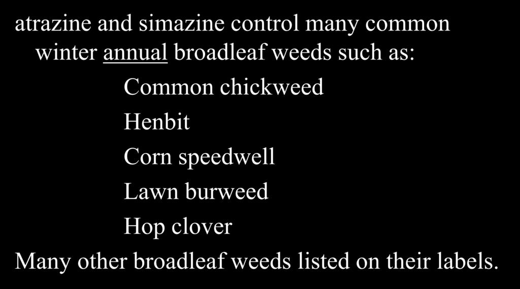 Poa annua and Winter Annual Broadleaf Weed Control atrazine and simazine control many common winter annual broadleaf weeds