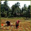 124 Mt) Horticulture Production: 281 Mt Net Irrigated Area: 65.