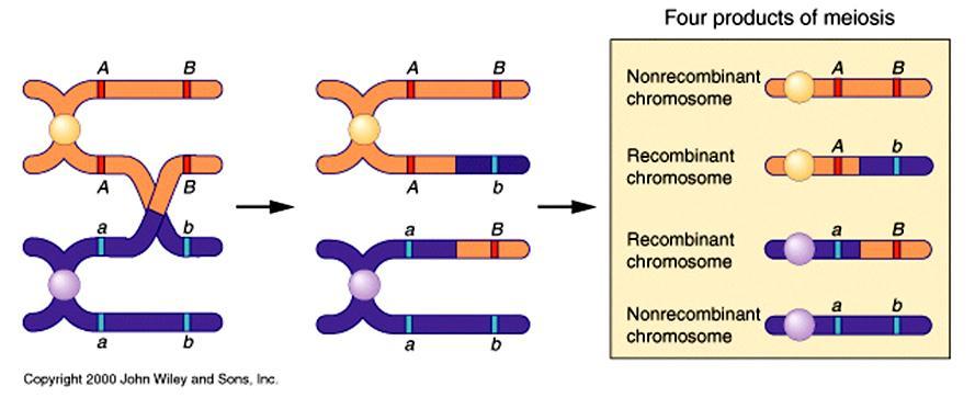 Parental and recombinant chromosomes Gardner, E. J., M. J. Simmons, and D. P. Snustal. 1991.