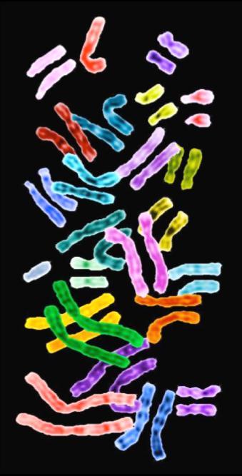 Chromosomes Linear strands of DNA and associated proteins in the nucleus of eukaryotic cells Chromosomes carry the genes and function in the transmission of hereditary information Diploid cells