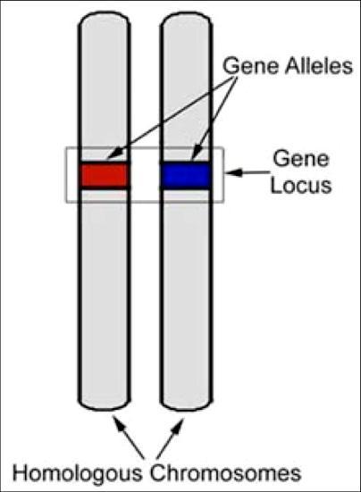 Alleles Alternative forms of a gene A diploid cell has two copies of each gene (i.e. two alleles) at each locus New alleles arise through mutation Alleles on homologous chromosomes may be the same or different (homozygous vs.
