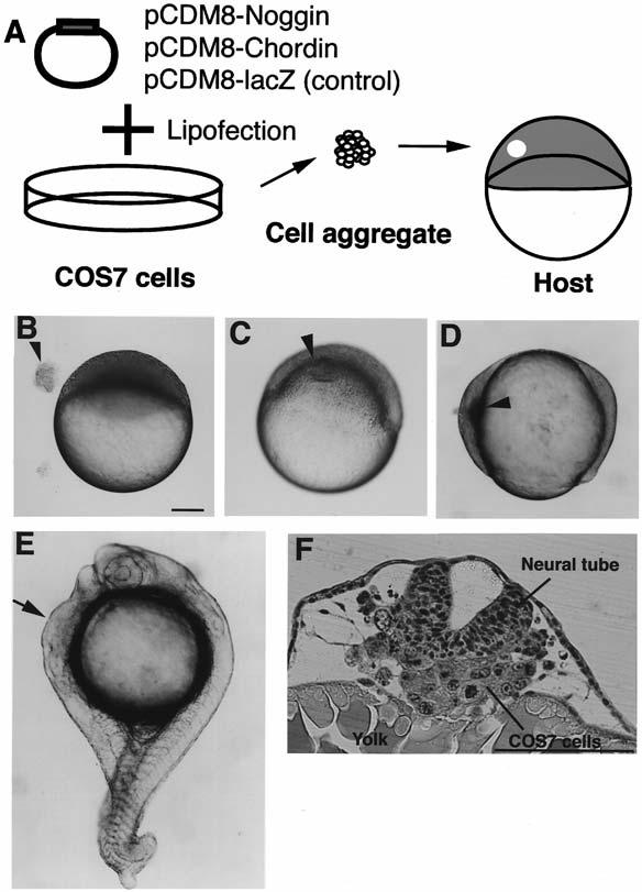 24 Mizuno, Shinya, and Takeda Fig. 4. Transplantation of COS7 cells secreting organizer factors. (A) Schematic representation of the experiment.