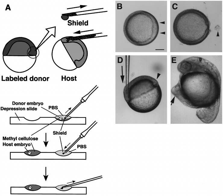 22 Mizuno, Shinya, and Takeda Fig. 3. Transplantation of the embryonic shield. (A) Schematic representation of the experiment. (B) Animal-pole view of a shield-stage embryo (6 h).