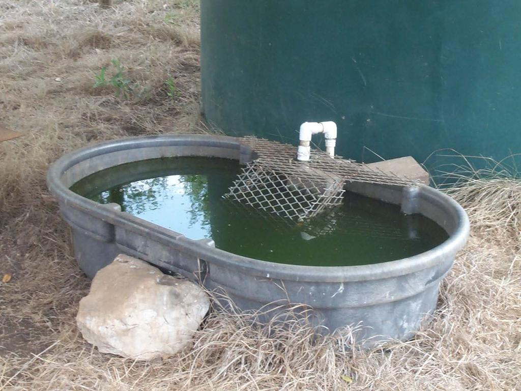 The Larger Tub May Attract Mosquitoes Unless Mosquito Dunks Are Used.