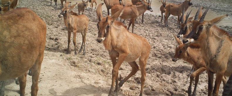 The aridity in BR in Burkina Faso Very young and old debilitated animals