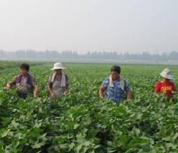China best cultural practices Plant training removal