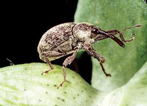 Challenges Brazil best policy practices Boll weevil and cotton bollworm